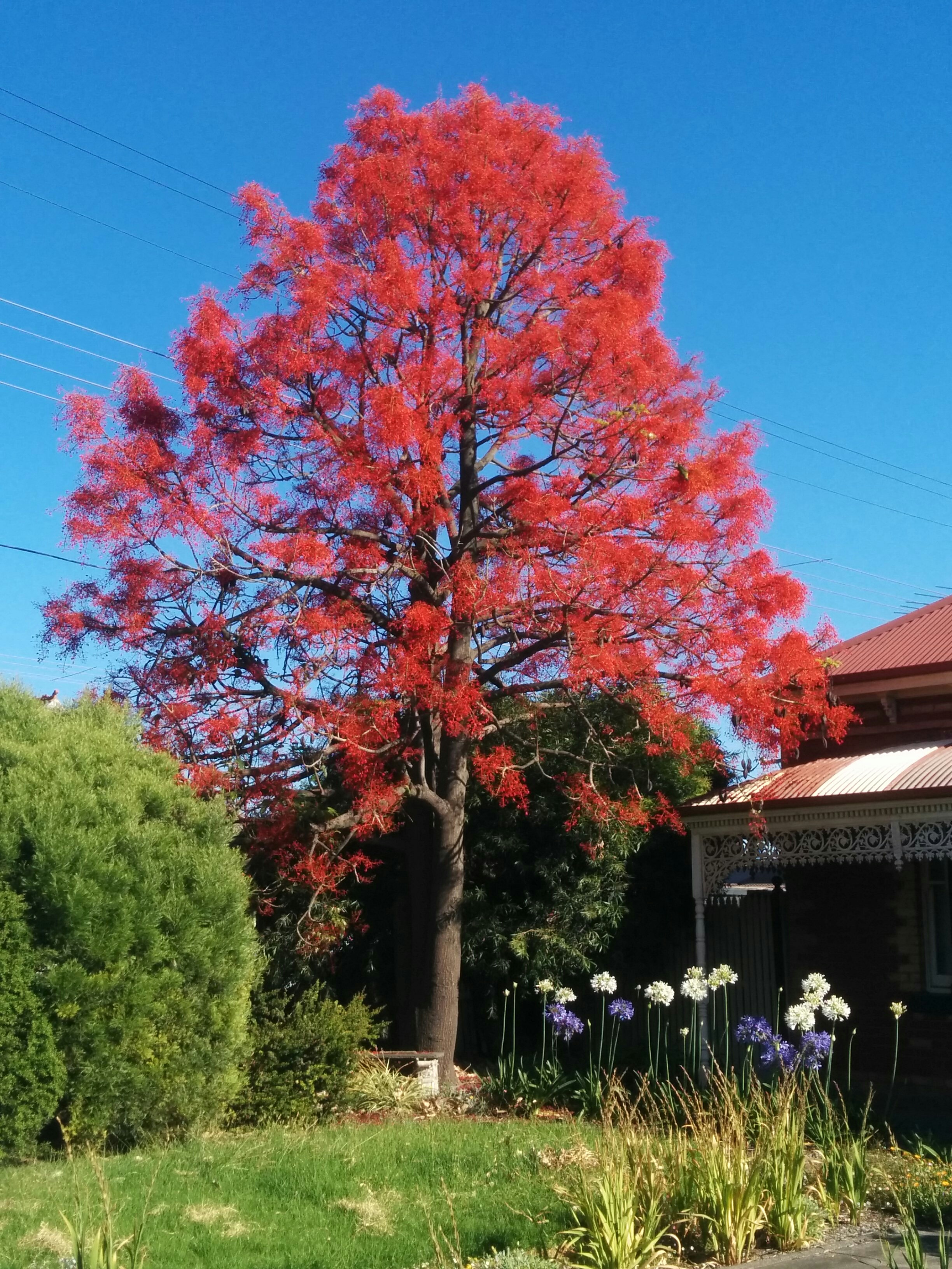 Flame tree